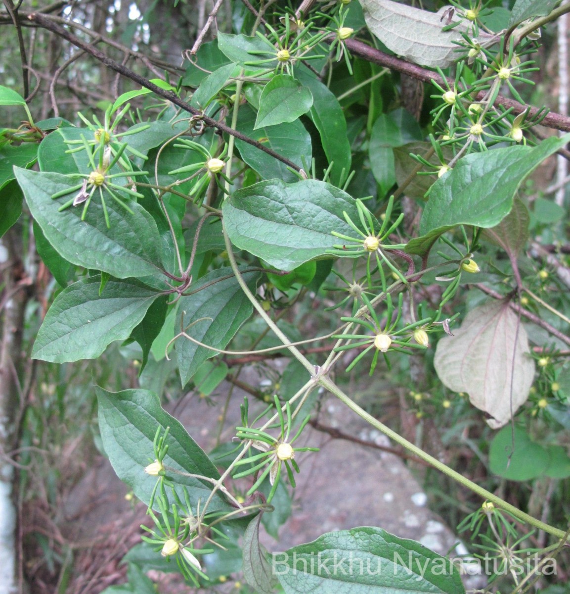 Clematis zeylanica (L.) Poir.